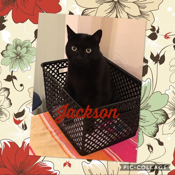 Meet your Posher, Christina (and my “kids”) - Picture 4 of 4